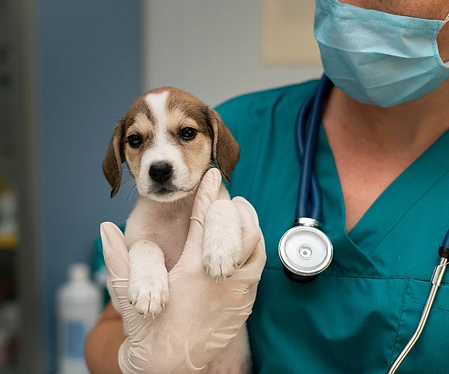 Nærbilde av en veterinær med munnbind som holder en valp