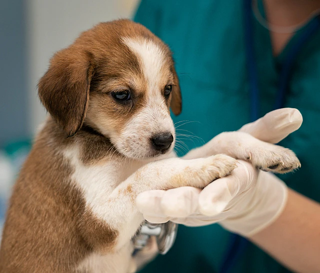 Nærbilde av en valp og en veterinær i bakgrunnen