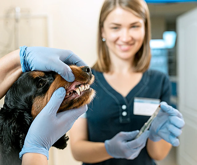 nærbilde av en valp som får tannhelsesjekk og veterinær i bakgrunnen